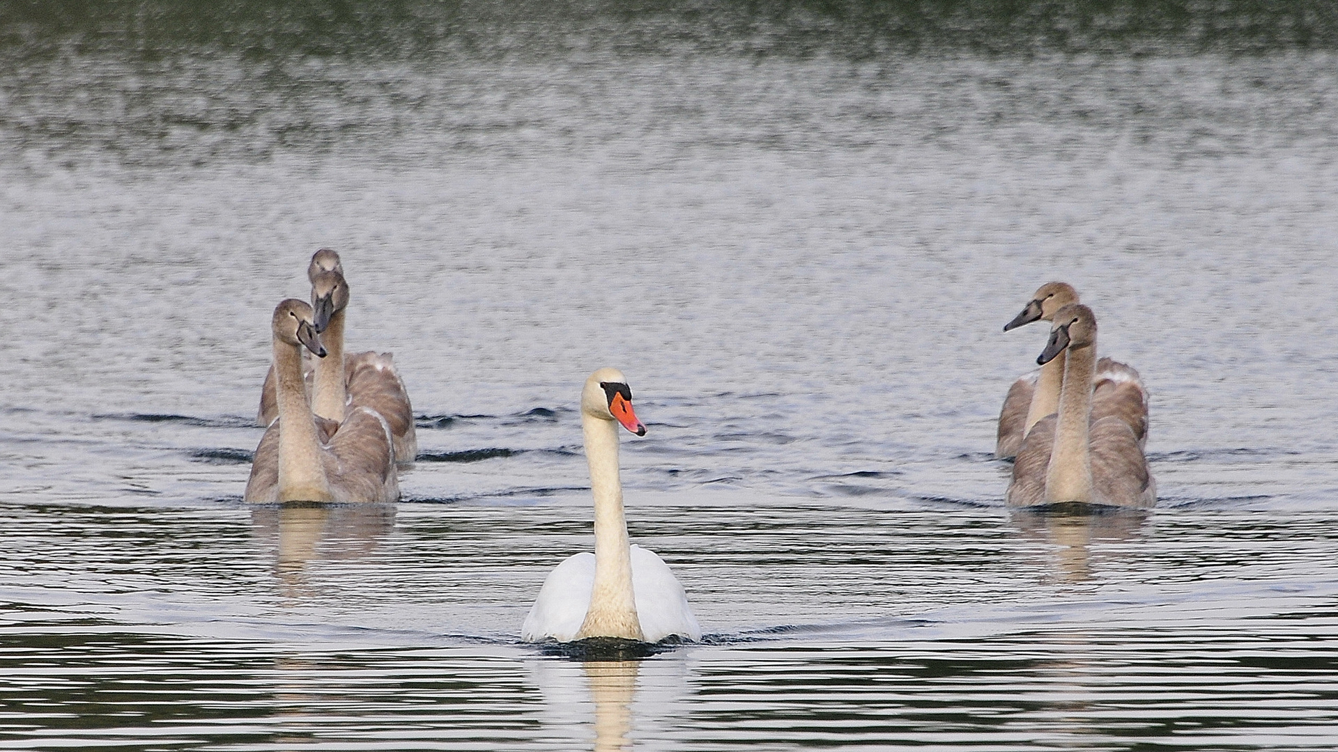 Schwäne am See