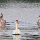 Schwäne am See