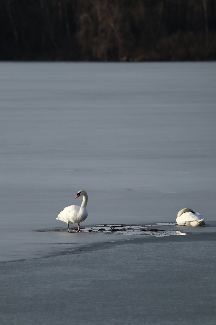 Schwäne am See