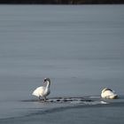 Schwäne am See