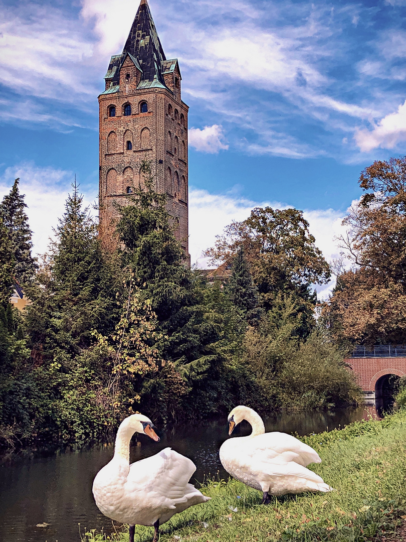 Schwäne am Stadtgraben in Delitzsch