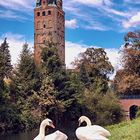 Schwäne am Stadtgraben in Delitzsch