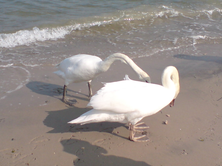 schwäne am strand