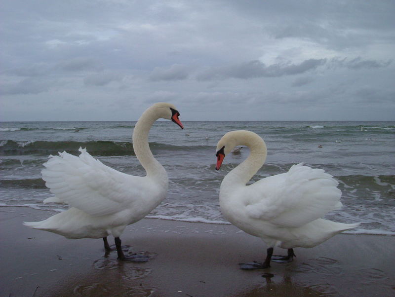 Schwäne am Strand