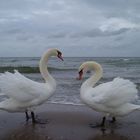 Schwäne am Strand