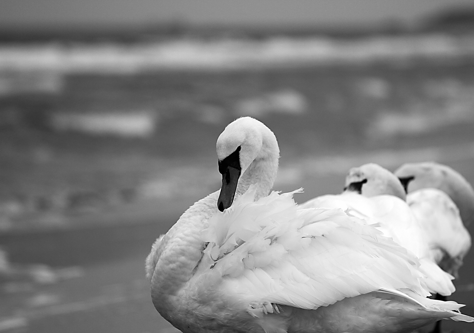 Schwäne am Strand