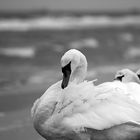 Schwäne am Strand