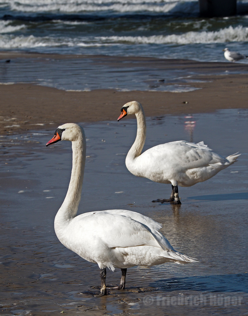 Schwäne am Strand von Kolberg