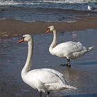 Schwäne am Strand von Kolberg