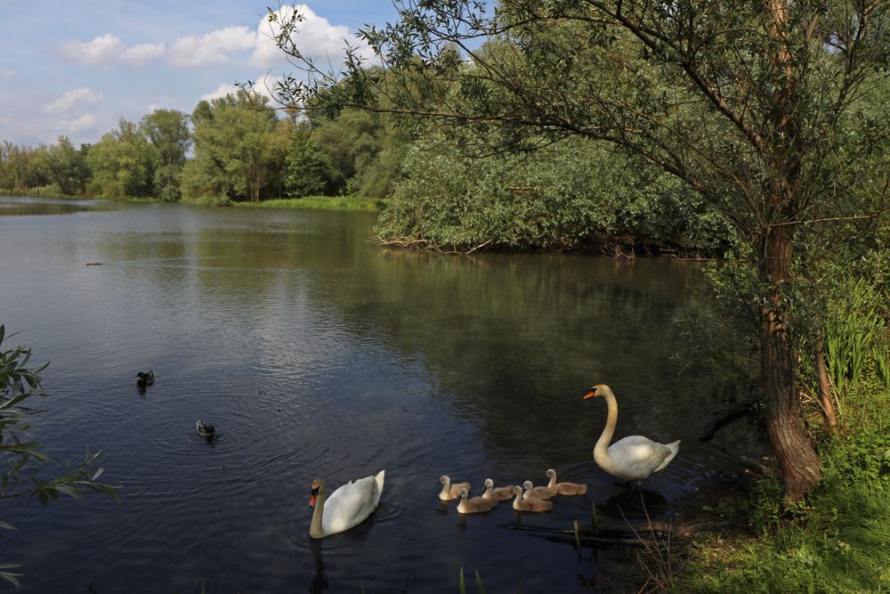 Schwäne am Teichufer Foto & Bild landschaften, wasser, bäume Bilder