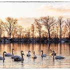 Schwäne am Thenner Weiher