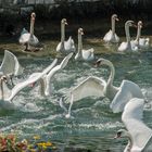 Schwäne am Vierwaldstättersee