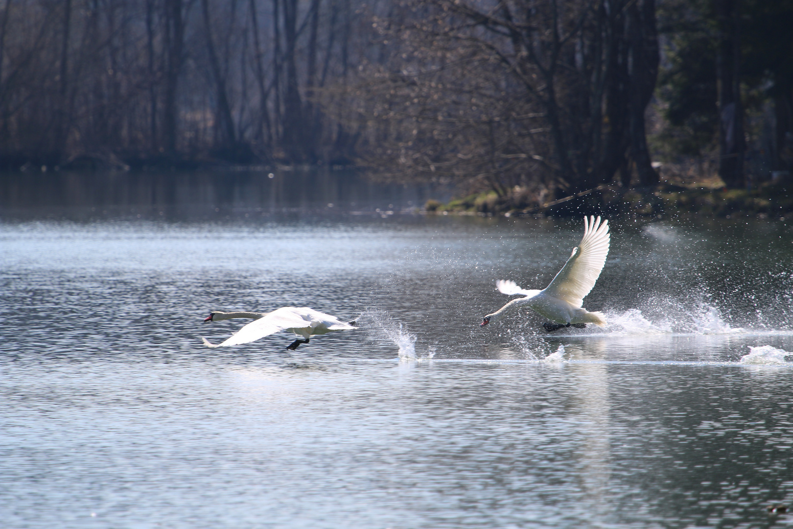 Schwäne am Völkermarkter Stausee 2