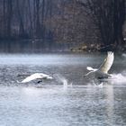 Schwäne am Völkermarkter Stausee 2