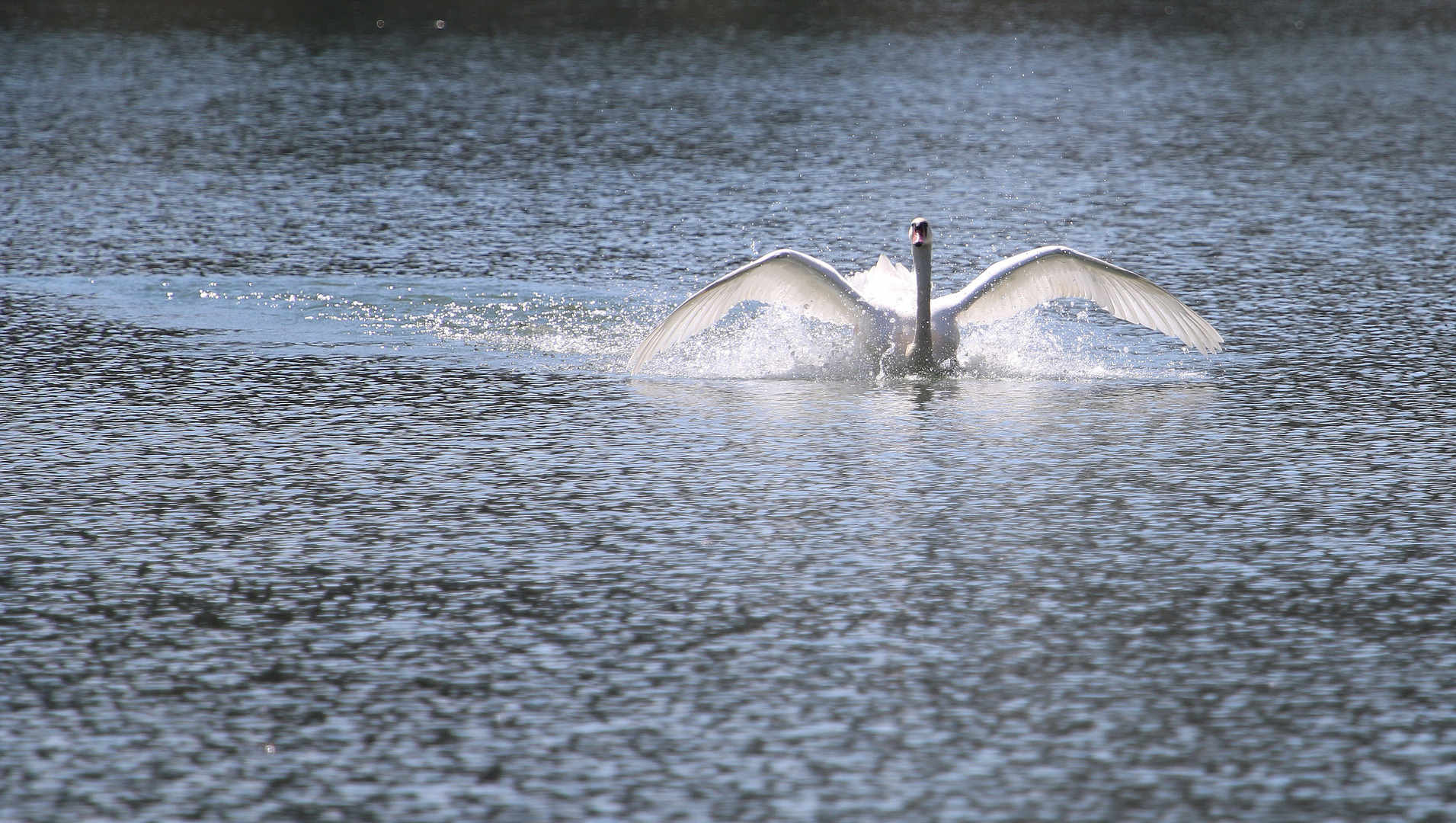 Schwäne am Völkermarkter Stausee 3