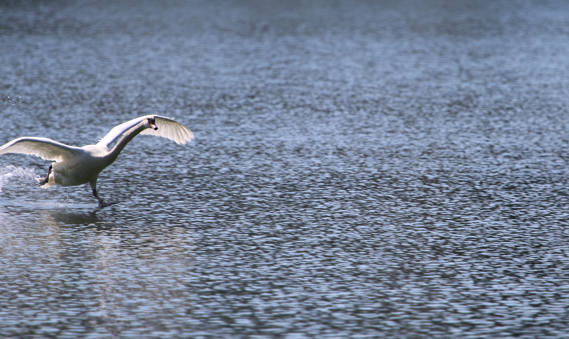 Schwäne am Völkermarkter Stausee 4