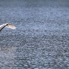 Schwäne am Völkermarkter Stausee 4