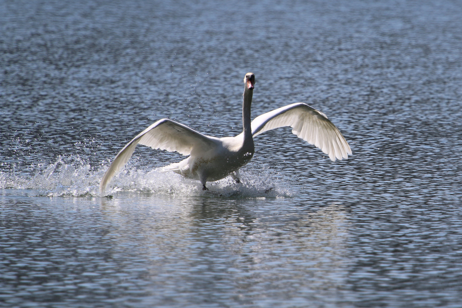 Schwäne am Völkermarkter Stausee 5