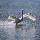 Schwäne am Völkermarkter Stausee 5