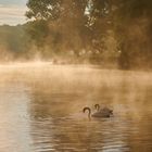 Schwäne am Weiher