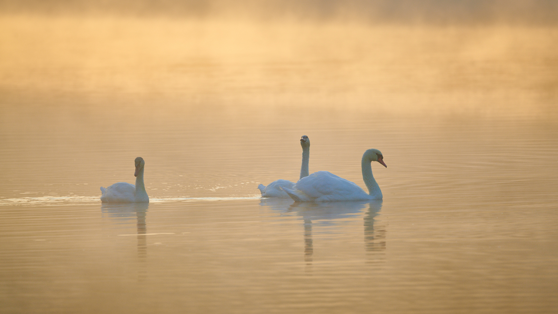 Schwäne am Weiher II