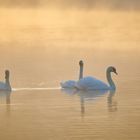 Schwäne am Weiher II