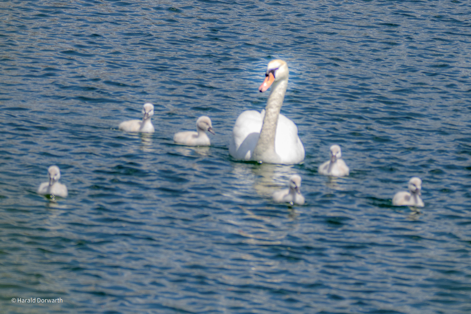 Schwäne am Weindelsee