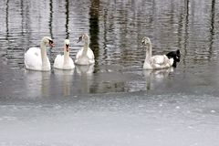 Schwäne am Wöhrsee