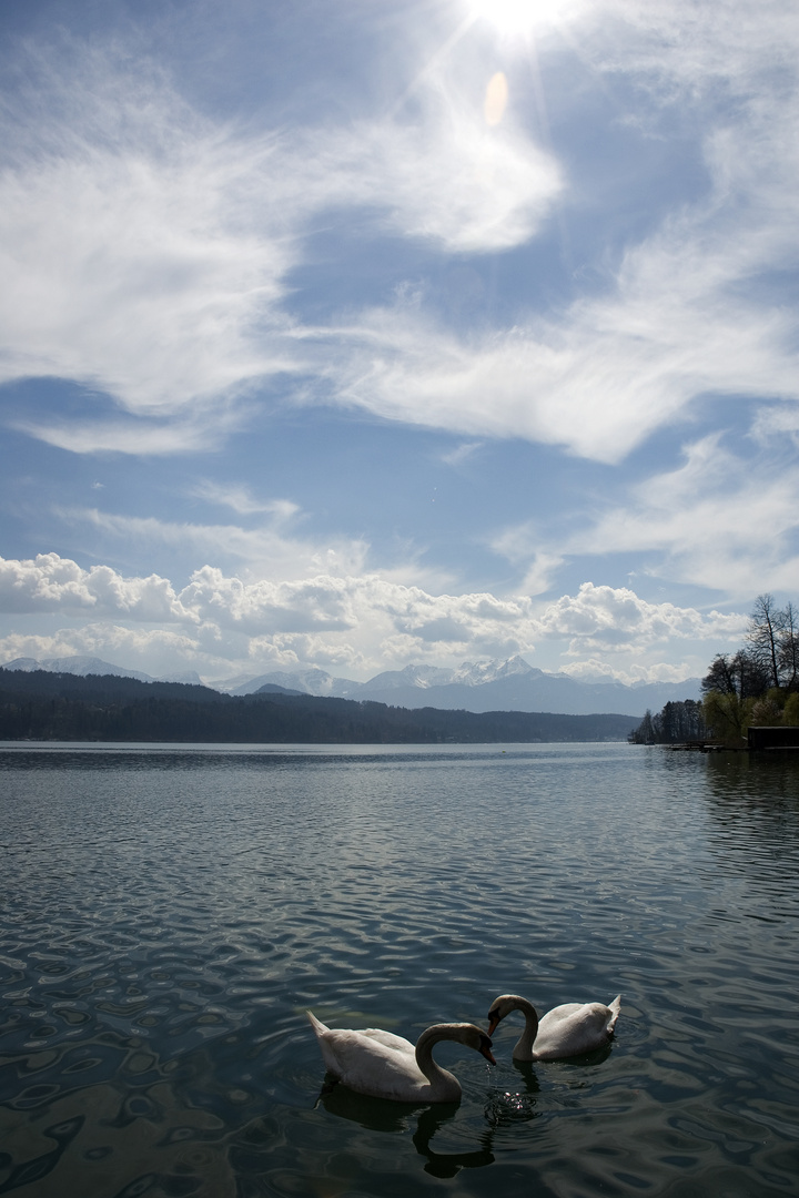 Schwäne am Wörthersee