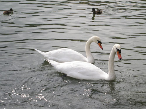 Schwäne am Wörthersee in Kärnten