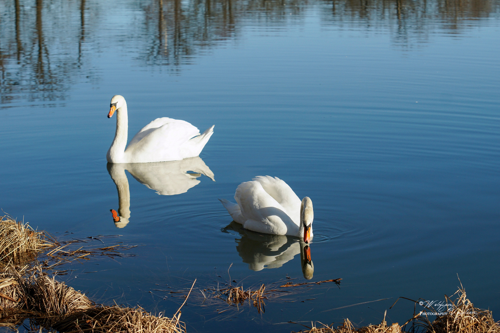 Schwäne an den Plothener Teiche Foto & Bild tiere, wildlife, wild