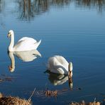 Schwäne an den Plothener Teiche