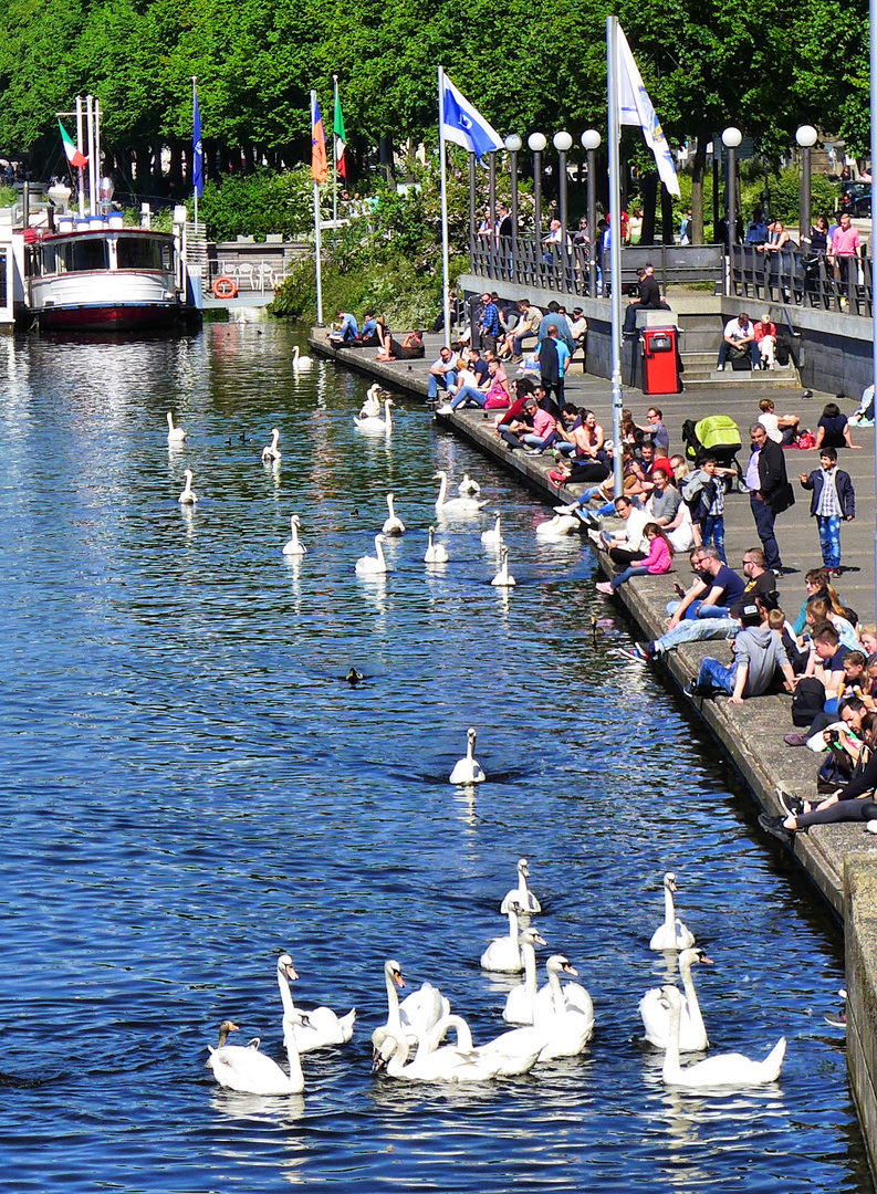 Schwäne an der Binnenalster