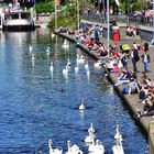 Schwäne an der Binnenalster