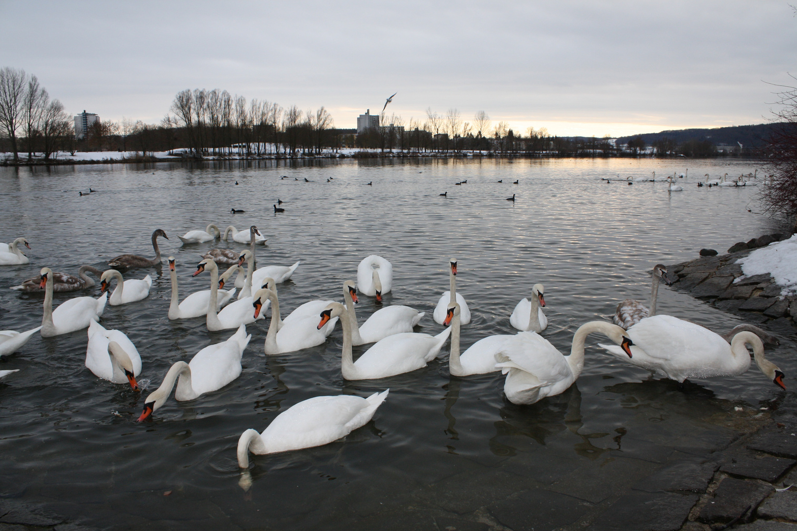 Schwäne an der Domau bei Regensburg