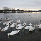 Schwäne an der Domau bei Regensburg