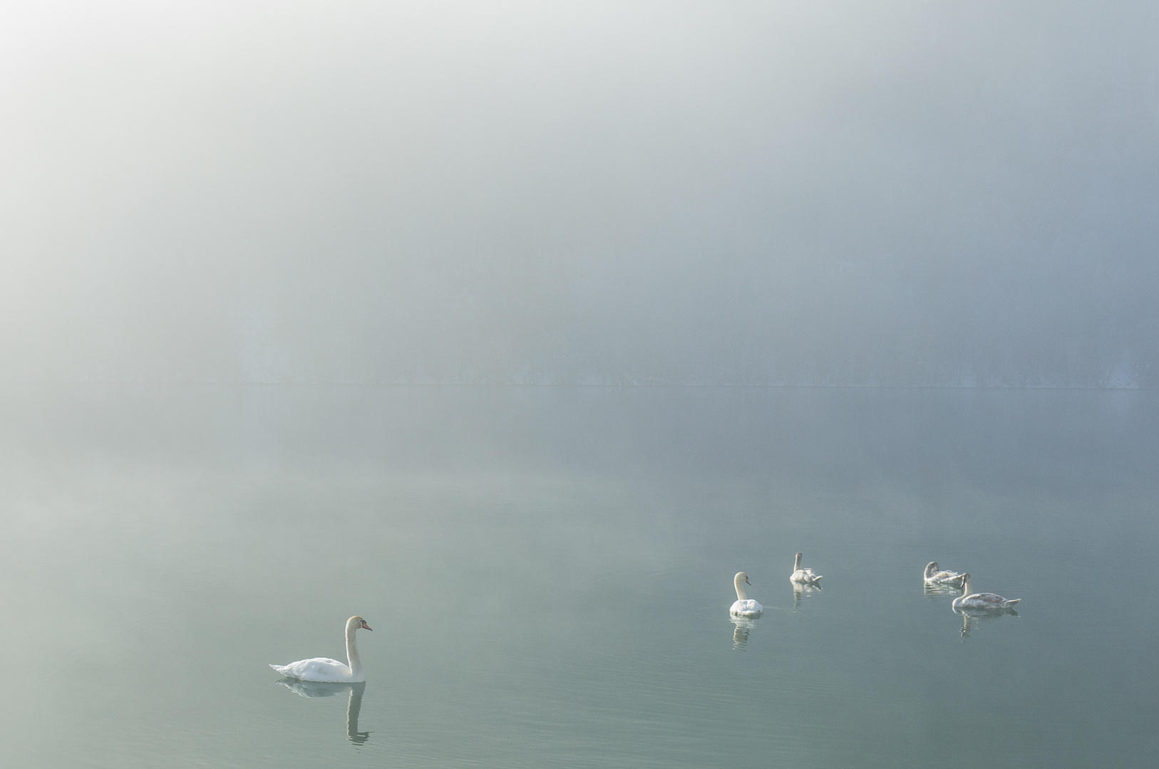 Schwäne an der Drau