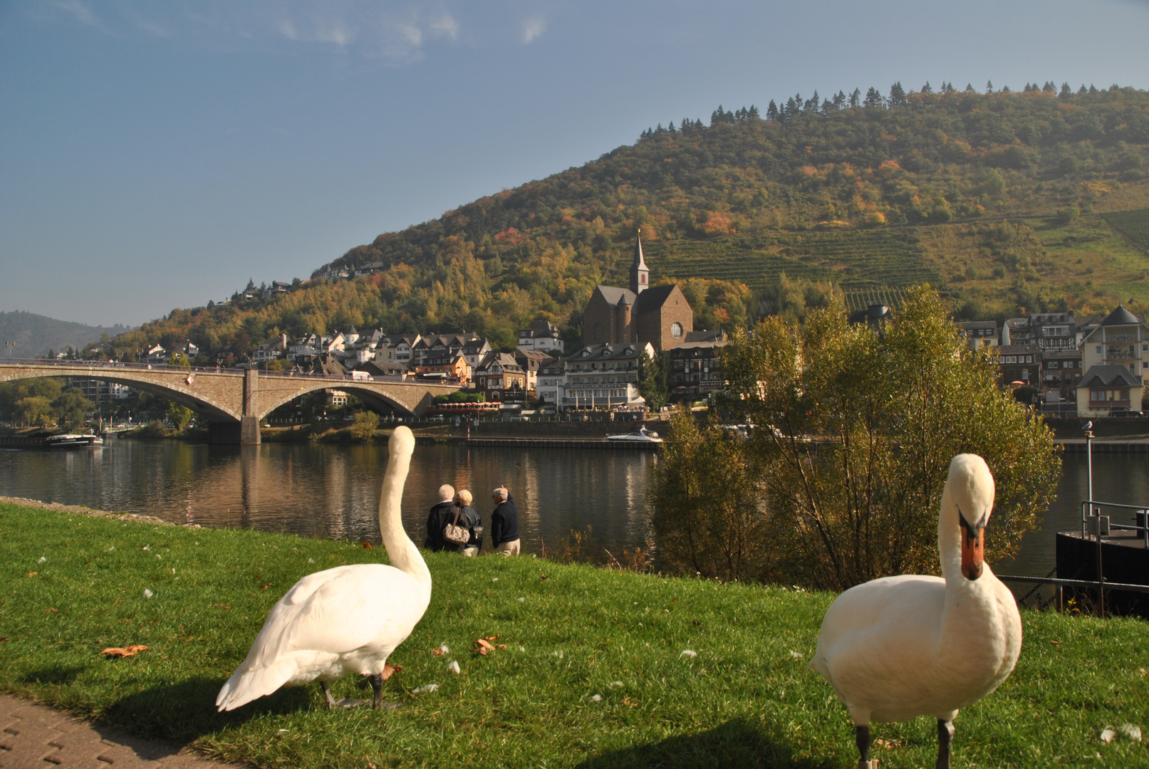 Schwäne an der Mosel