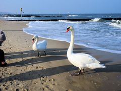 Schwäne an der Ostsee