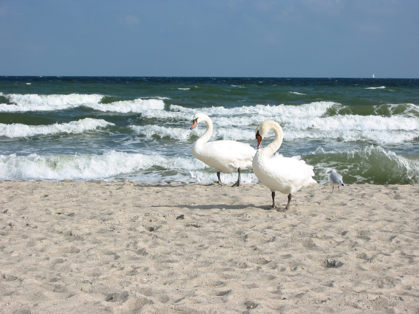 Schwäne an der Ostsee