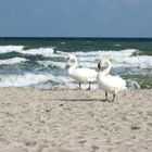 Schwäne an der Ostsee