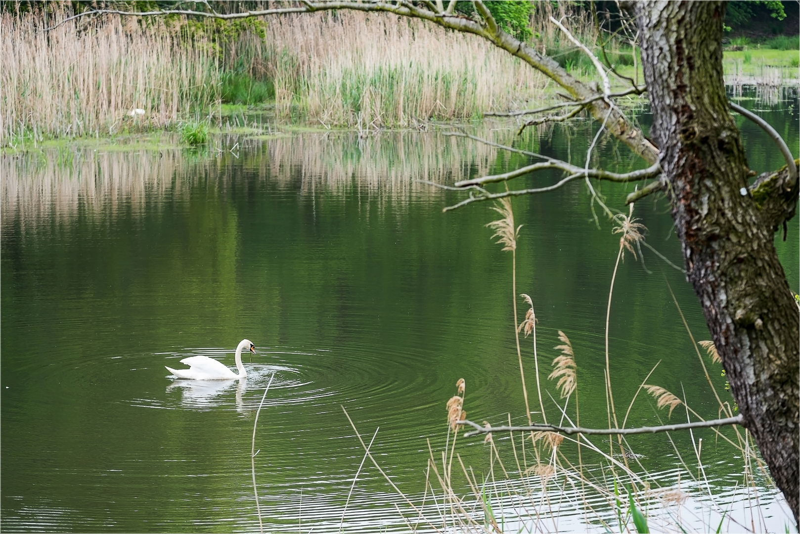 Schwäne auf altem Elbarm