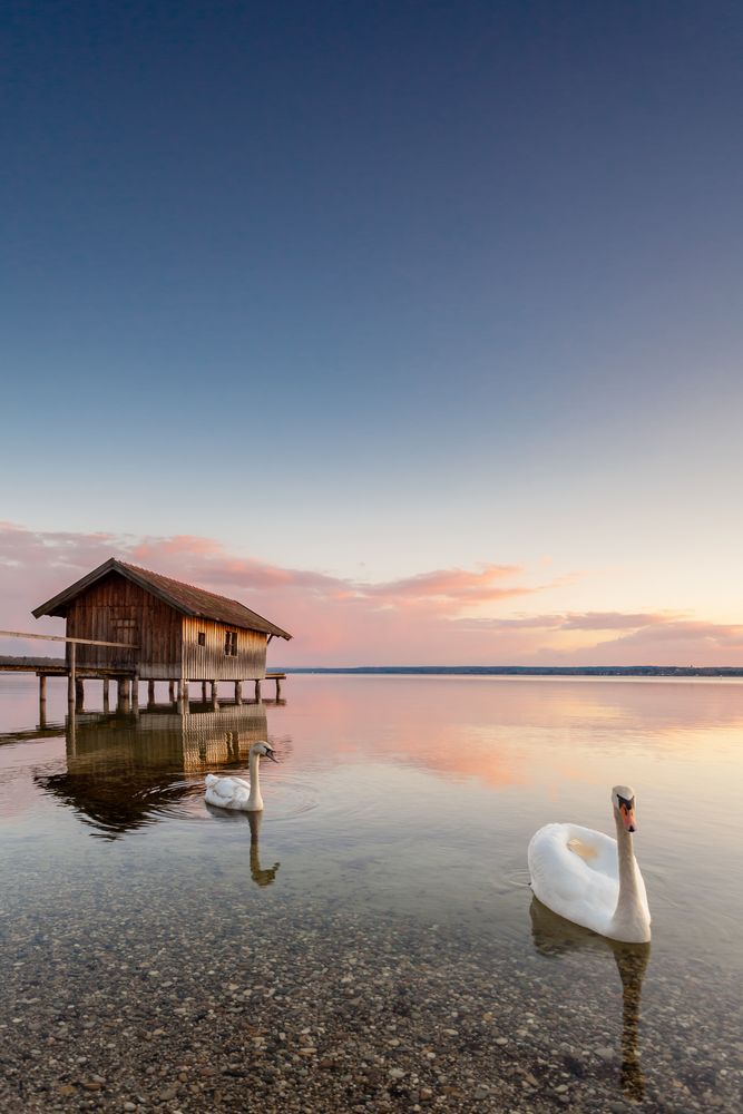 Schwäne auf dem Ammersee