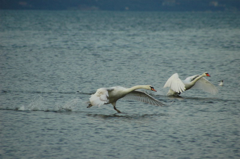 Schwäne auf dem Gardasee