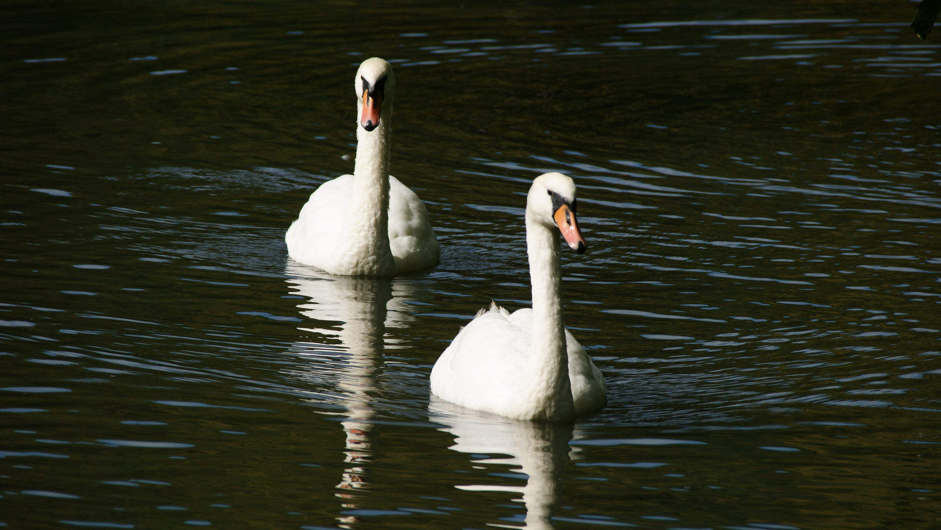 Schwäne auf dem Greizer fürstlichen Parksee