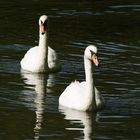 Schwäne auf dem Greizer fürstlichen Parksee