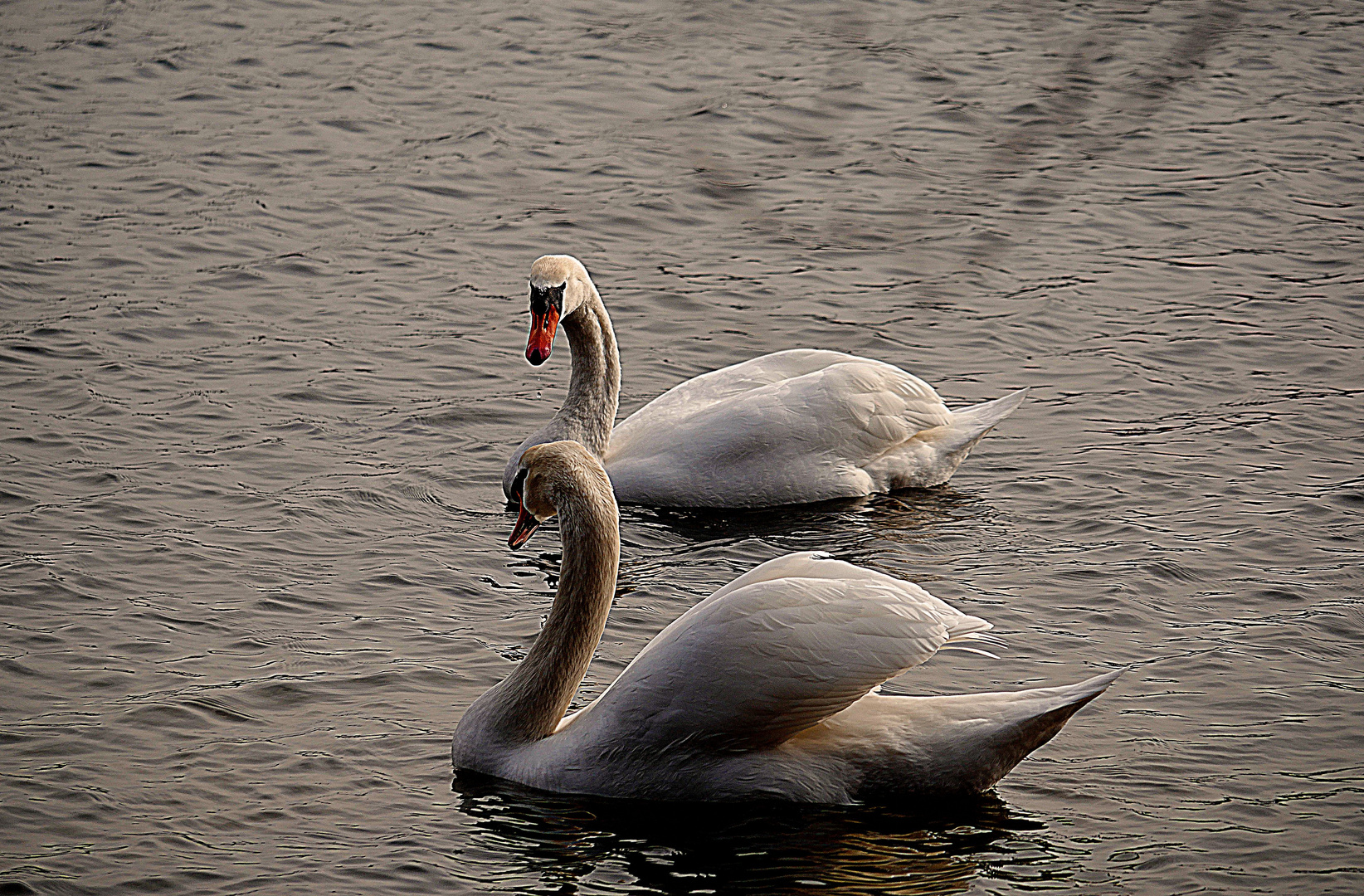 Schwäne auf dem Grünen See in Ratingen, Bild 1