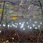 Schwäne auf dem Hengsteysee