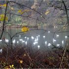 Schwäne auf dem Hengsteysee