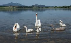 Schwäne auf dem Hopfensee 2010